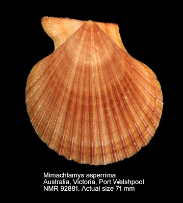 Mimachlamys asperrima (25).jpg - Mimachlamys asperrima(Lamarck,1819)